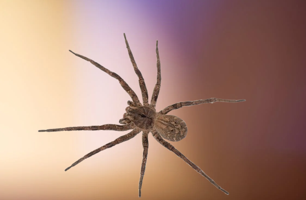 Aranha Armadeira Aranha Armadeira