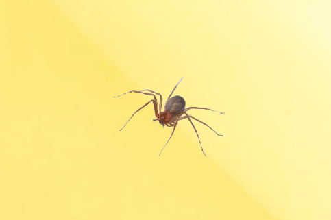 Aranha Armadeira Aranha Armadeira