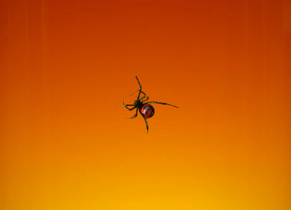 Aranha Viúva-Negra Aranha Viúva-Negra