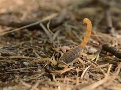 Escorpião escorpiao-amarelo